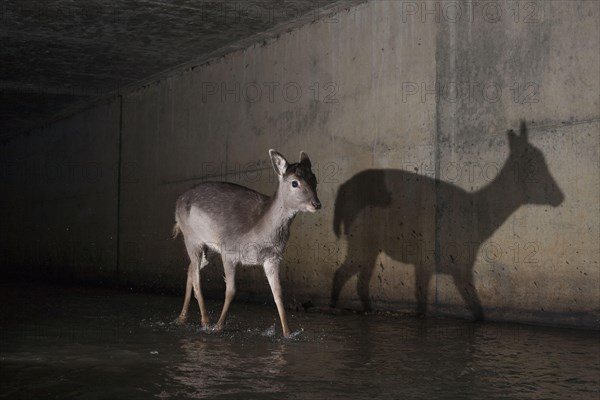 Fallow Deer