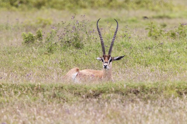 Grant's Gazelle