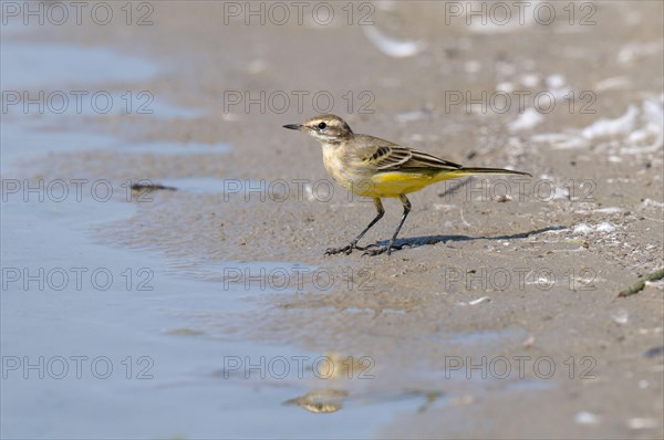 Yellow Wagtail