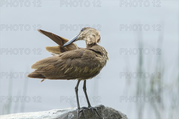 Adult hamerkop