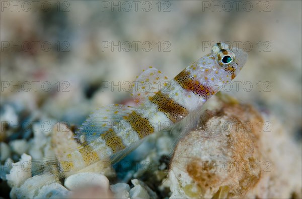 Partner goby