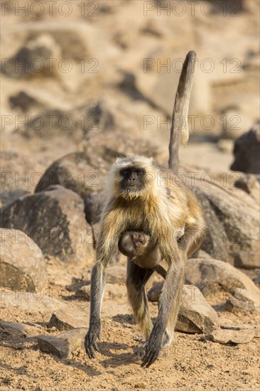 Southern southern plains gray langur