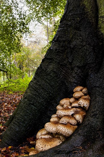 A large group of shaggy scalycap