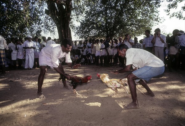 Cock Fighting near Madurai