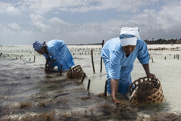 Women harvesting red algae