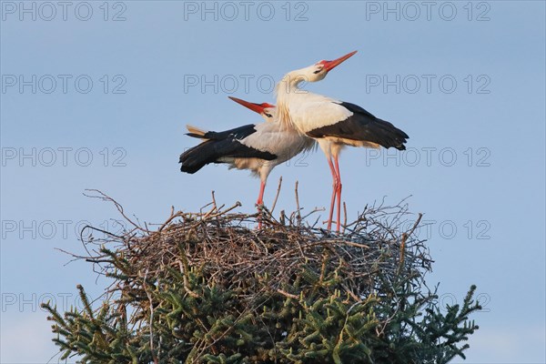 A pair of white storks standing in the nest at sunset and clattering their beaks