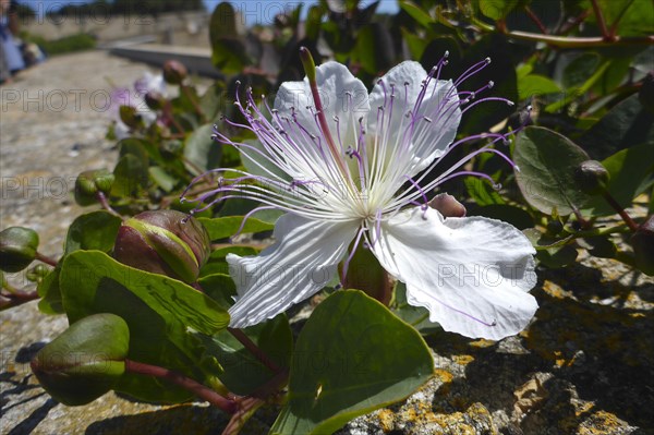 Capers and caper flower