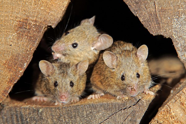 House Mice