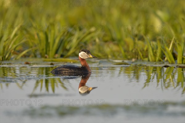 Red-necked Grebe