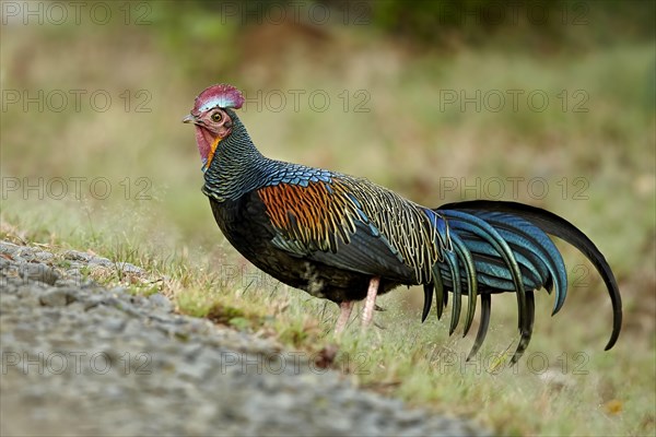 Green junglefowl