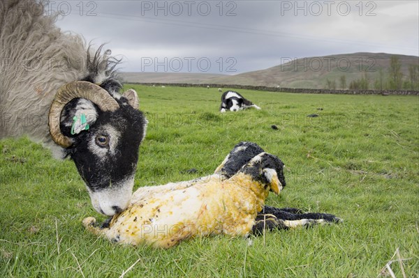 Domestic Sheep