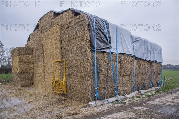 Covered straw stack with large bales