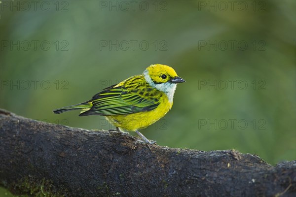 Silver-throated Tanager