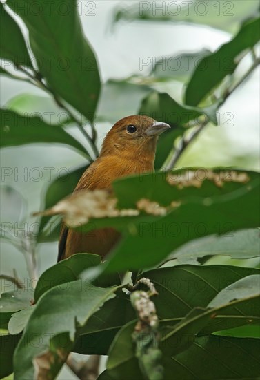 Flame-crested tanager