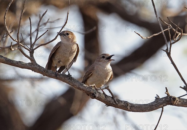 Grey Iron Flycatcher