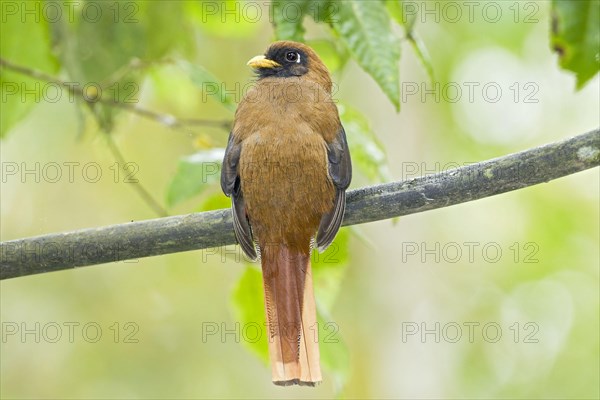 Masked trogon