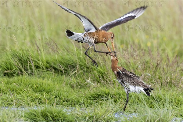 Black-tailed godwits in summer plumage fight