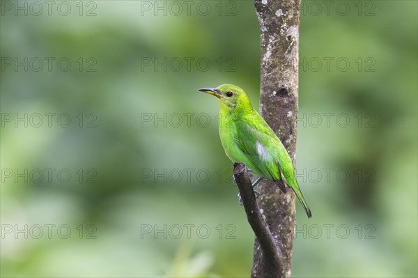 Green Honeycreeper