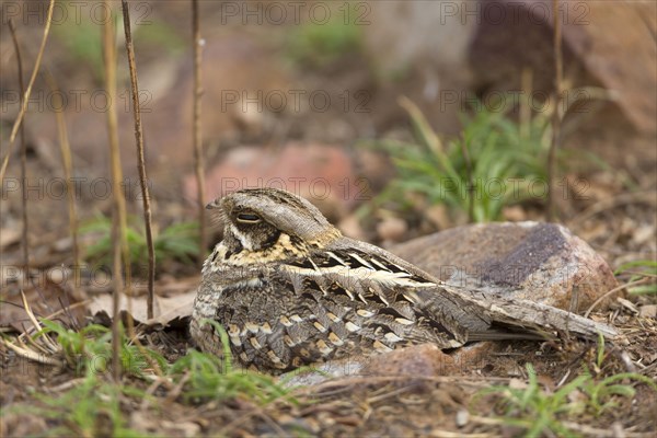 Savanna Nightjar