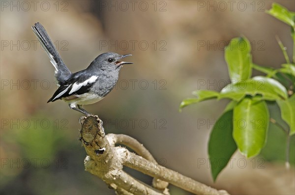 Oriental Magpie-robin