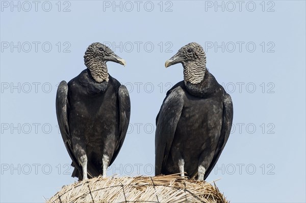 American Black Vulture