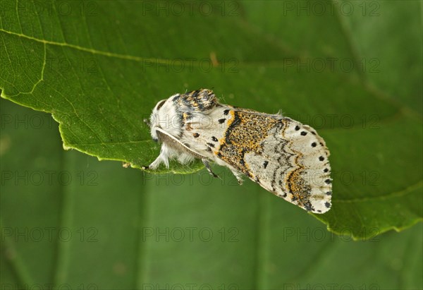 Alder Kitten