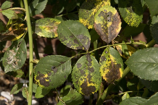 Black spot disease