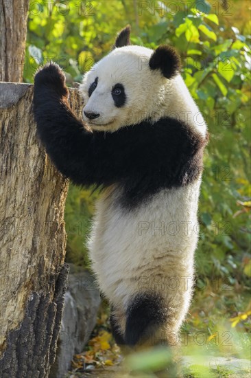 Giant Panda