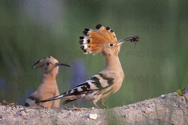 Hoopoe