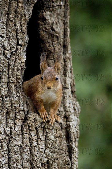 RED SQUIRREL (sciurus vulgaris)