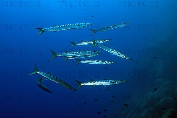 European barracuda