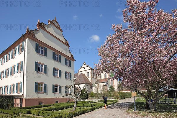 Building with tail gable and blossoming magnolia at the town church St. Marien in Gengenbach