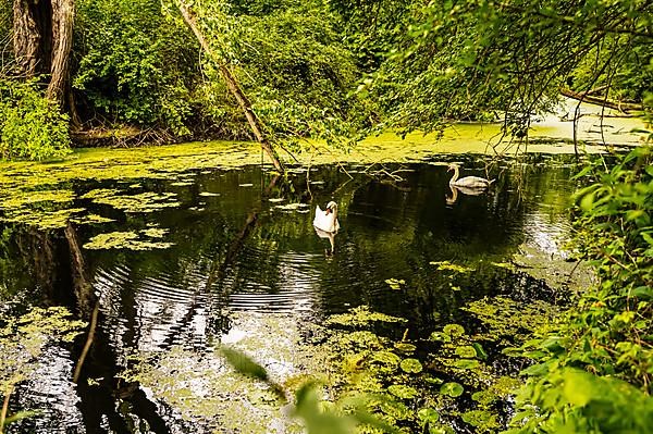 Two white swans