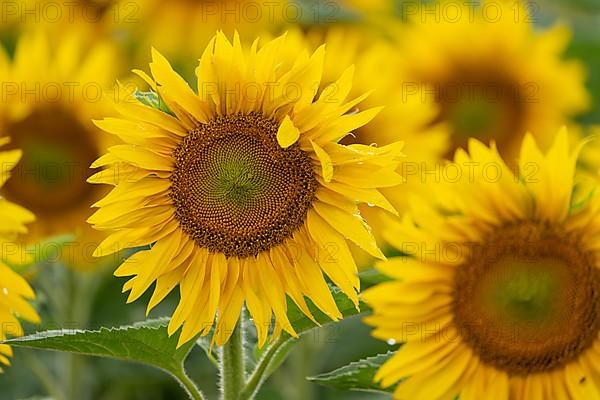 Sunflowers