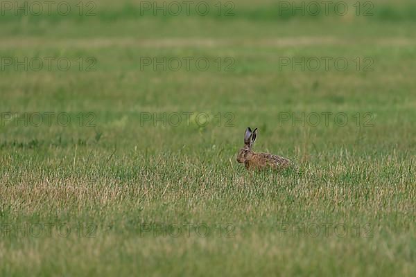 European hare