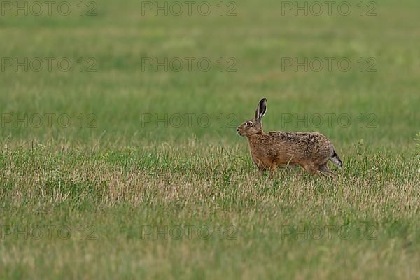 European hare