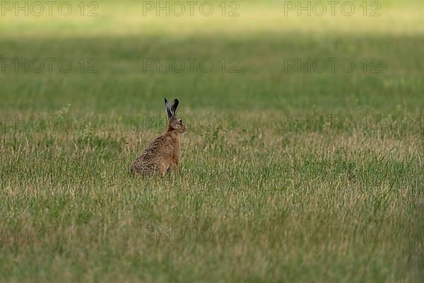 European hare