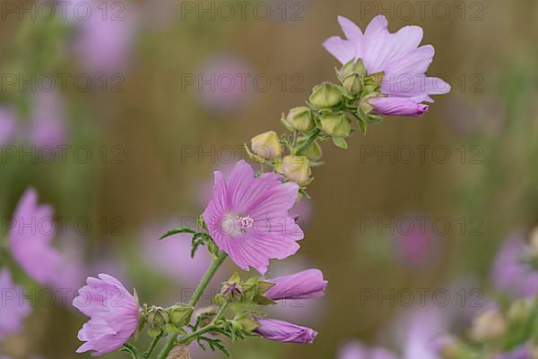 Common mallow