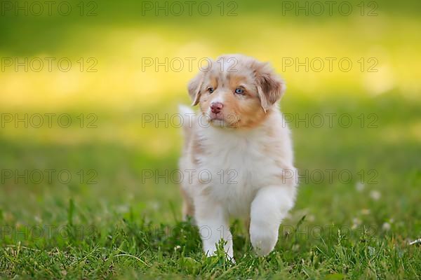 Australian Shepherd domestic dog