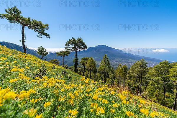 View from Risco de las Cuevas to the volcanoes of Cumbre Nueva