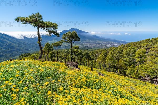 View from Risco de las Cuevas to the volcanoes of Cumbre Nueva