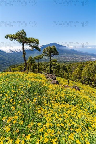 View from Risco de las Cuevas to the volcanoes of Cumbre Nueva