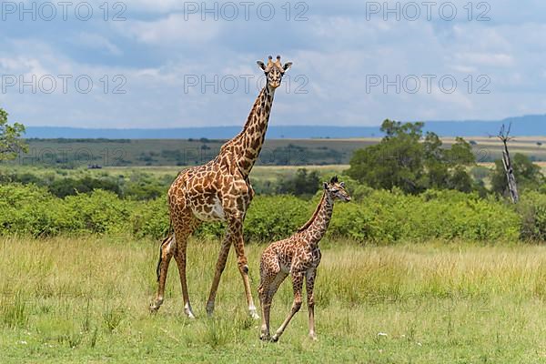 Masai Giraffe