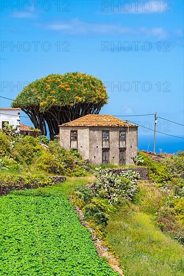 Houses and dragon trees in the village of El Tablado