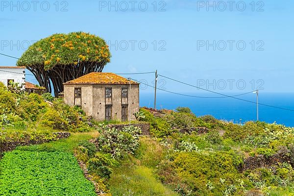 Houses and dragon trees in the village of El Tablado