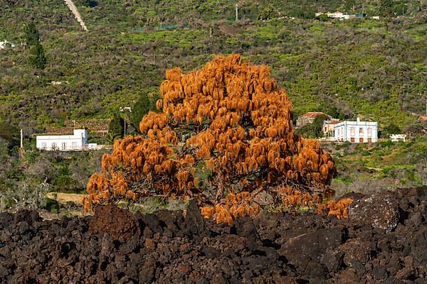 Withered tree in the lava flow