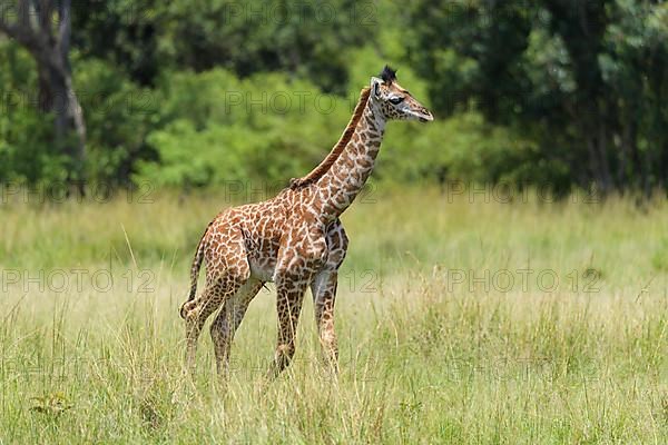 Masai Giraffe