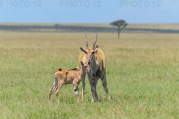 Elands