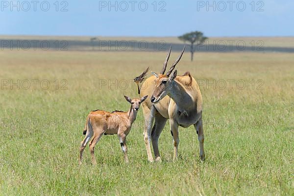 Elands