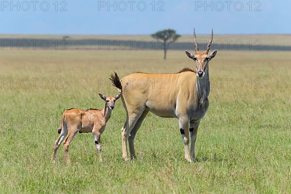 Elands